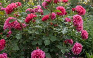 Rosier avec pucerons, coccinelles et fourmis, illustrant l'équilibre naturel du jardin.